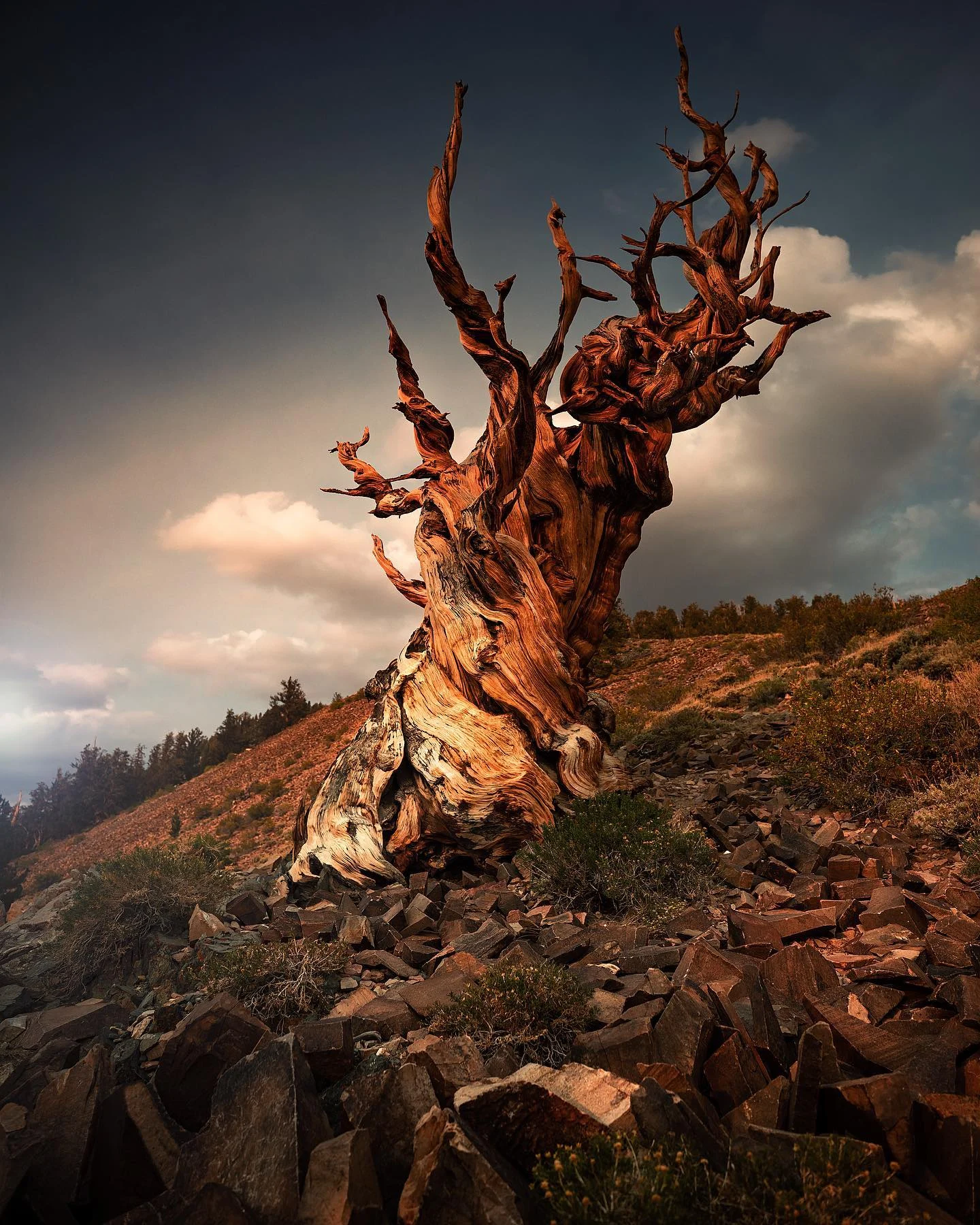 An ancient sculptural tree in warm evening light beneath a dramatic sky